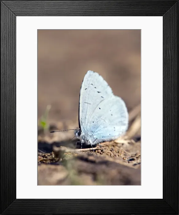 Framed Print : Holly Blue Butterfly - Spain Framed Print : Holly Blue Butterfly - Spain