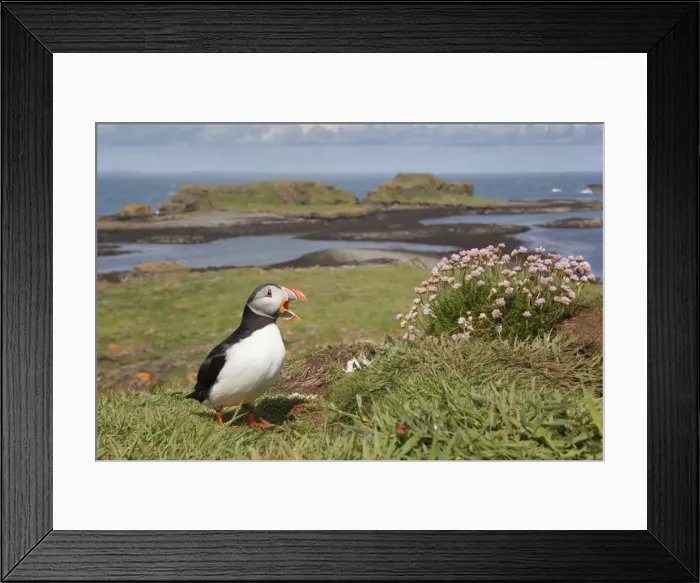 Framed Print : Puffin - Lunga - Scotland - UK