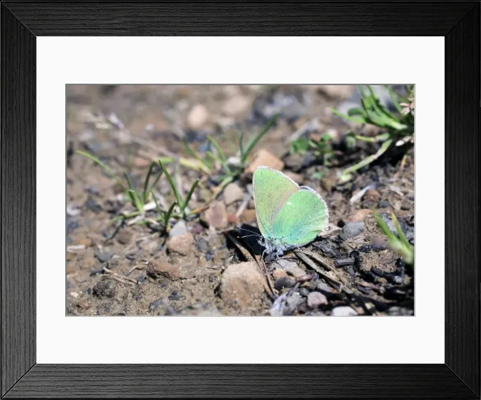 Framed Print : Green Hairstreak Butterfly - Spain Framed Print : Green Hairstreak Butterfly - Spain
