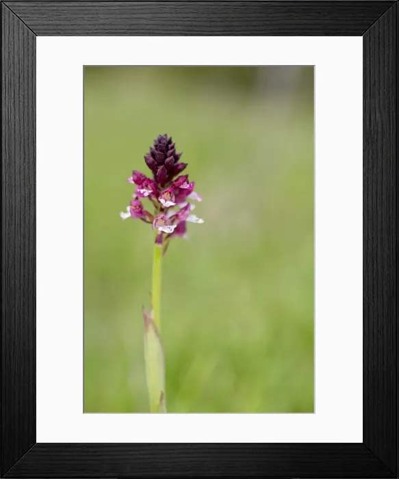 Framed Print : Burnt Orchid - Spain Framed Print : Burnt Orchid - Spain