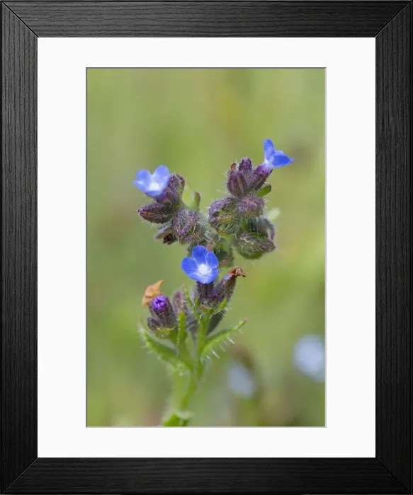 Framed Print : Small / Annual Bugloss - Cornwall - UK Framed Print : Small / Annual Bugloss - Cornwall - UK