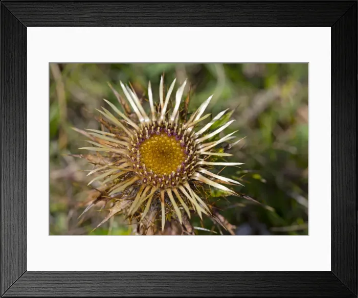 Framed Print : Carline Thistle Flower - Wales, UK Framed Print : Carline Thistle Flower - Wales, UK