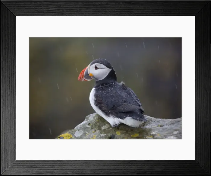 Framed Print : Puffin - in the rain - Scotland - UK Framed Print : Puffin - in the rain - Scotland - UK