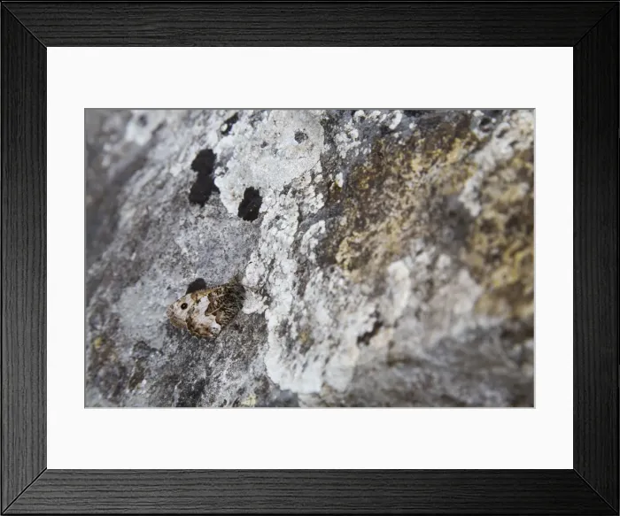 Framed Print : Grayling Butterfly - UK - on Rock Framed Print : Grayling Butterfly - UK - on Rock