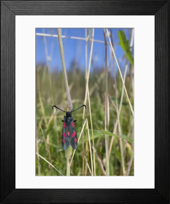 Framed Print : Five Spot Burnet Moth - Cornwall - UK Framed Print : Five Spot Burnet Moth - Cornwall - UK