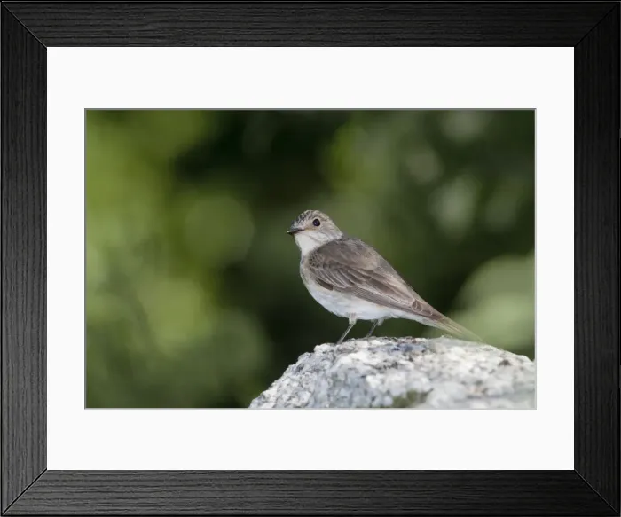 Framed Print : Spotted Flycatcher - on stone - Cornwall - UK Framed Print : Spotted Flycatcher - on stone - Cornwall - UK