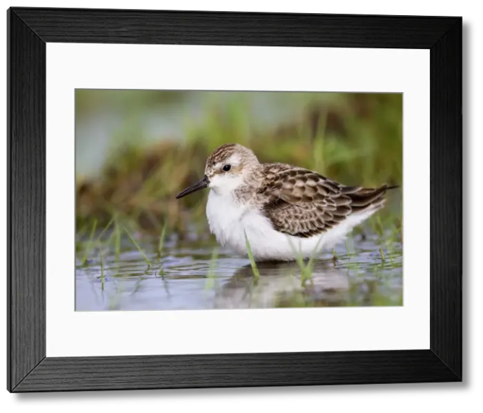 Framed Print : Semi Palmated Sandpiper - Autumn migrant - Cornwall - UK Framed Print : Semi Palmated Sandpiper - Autumn migrant - Cornwall - UK