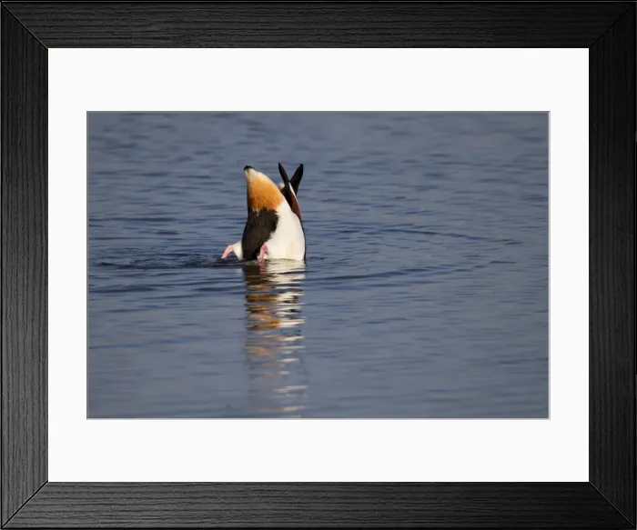 Framed Print : Shelduck - upending - Cornwall - UK Framed Print : Shelduck - upending - Cornwall - UK