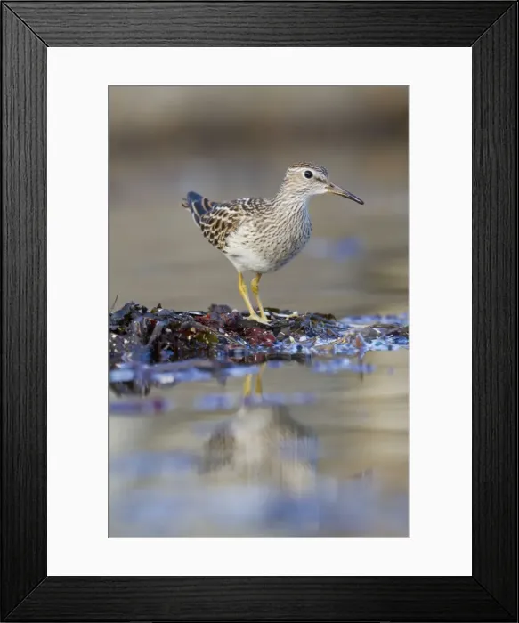 Framed Print : Pectoral Sandpiper - Autumn - Cornwall - UK Framed Print : Pectoral Sandpiper - Autumn - Cornwall - UK