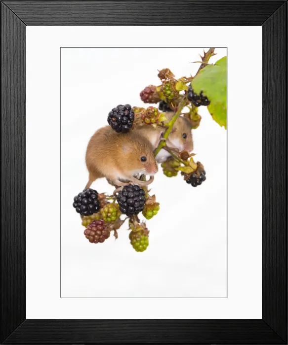 Framed Print : Harvest Mice - UK - Captive - Blackberries Framed Print : Harvest Mice - UK - Captive - Blackberries