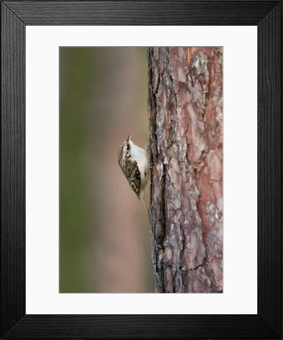 Framed Print : Treecreeper - Cornwall - UK Framed Print : Treecreeper - Cornwall - UK