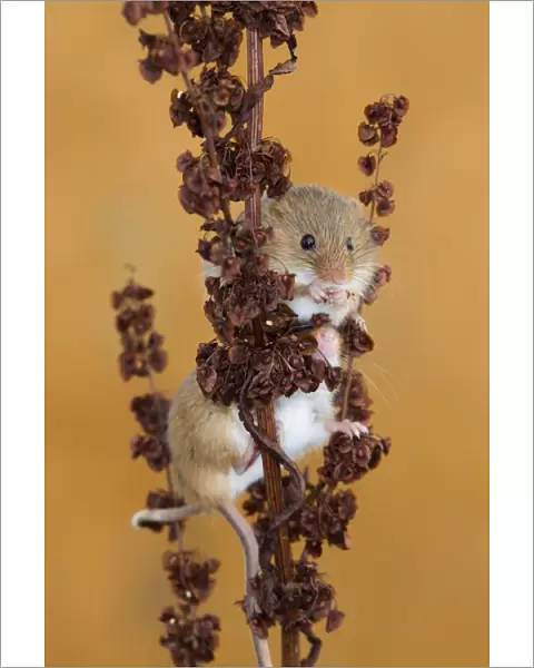 Harvest Mouse - UK - Captive