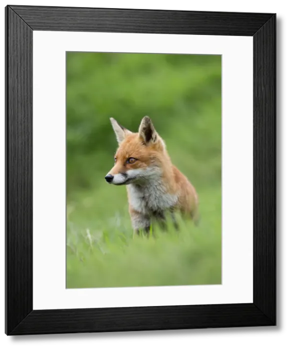 Framed Print : Fox - Sitting - UK Framed Print : Fox - Sitting - UK