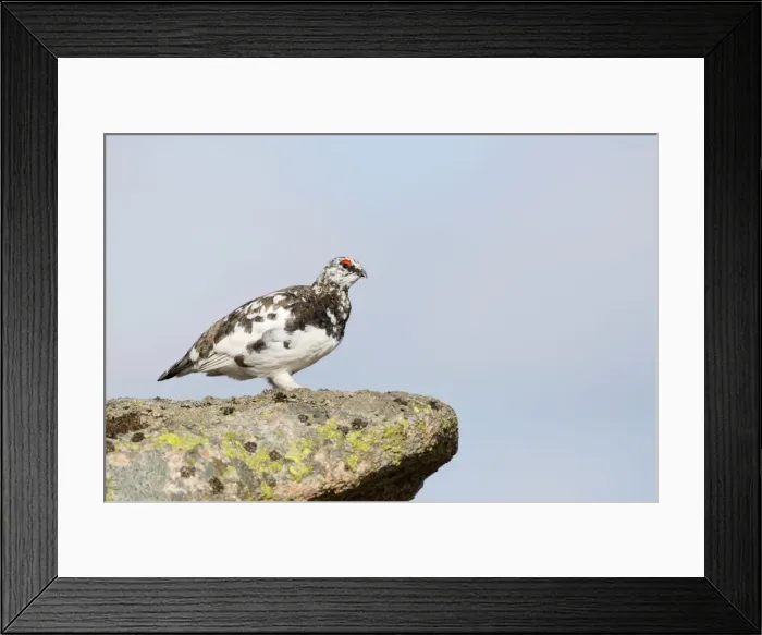 Framed Print : Rock Ptarmigan - male moulting into summer plumage - Cairngorm, Scotland, UK Framed Print : Rock Ptarmigan - male moulting into summer plumage - Cairngorm, Scotland, UK