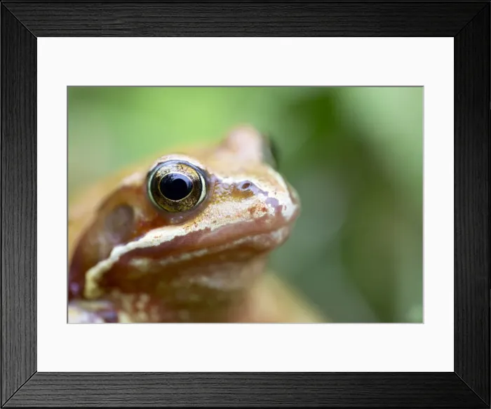 Framed Print : Common Frog - Yellow Variant - Cornwall - UK Framed Print : Common Frog - Yellow Variant - Cornwall - UK