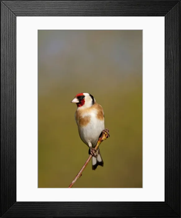 Framed Print : Goldfinch - Cornwall - UK Framed Print : Goldfinch - Cornwall - UK