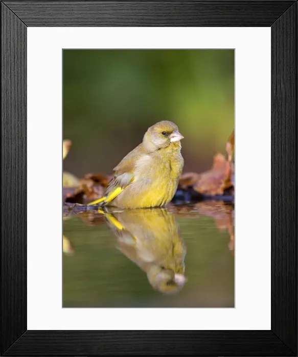 Framed Print : Greenfinch - in garden pond - Cornwall - UK Framed Print : Greenfinch - in garden pond - Cornwall - UK