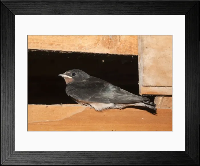 Framed Print : Young Swallow - in a barn - Cornwall - UK Framed Print : Young Swallow - in a barn - Cornwall - UK