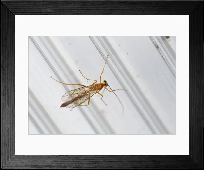Framed Print : Ichneumon Wasp - UK Framed Print : Ichneumon Wasp - UK