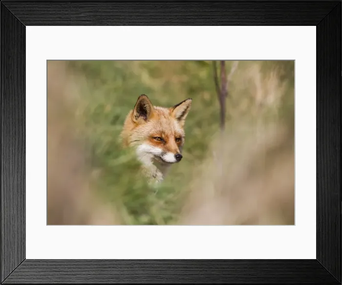 Framed Print : Fox - UK. DAC-958. Fox. UK. Vulpes vulpes Framed Print : Fox - UK. DAC-958. Fox. UK. Vulpes vulpes