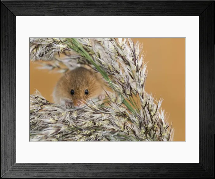 Framed Print : Harvest Mouse - UK - Captive - on Reeds Framed Print : Harvest Mouse - UK - Captive - on Reeds