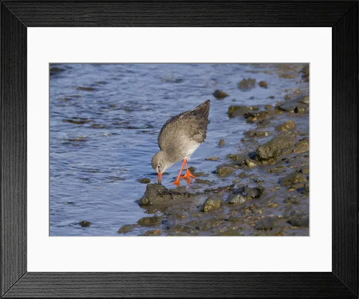 Framed Print : Redshank - feeding - Hayle estuary - Cornwall - UK Framed Print : Redshank - feeding - Hayle estuary - Cornwall - UK