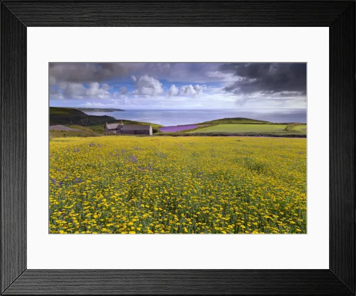 Framed Print : Purple Viper's Bugloss / Paterson's Curse - with Corn Marigolds (Chrysanthemum segetum) - Boscregan, Cornwall, UK Framed Print : Purple Viper's Bugloss / Paterson's Curse - with Corn Marigolds (Chrysanthemum segetum) - Boscregan, Cornwall, UK