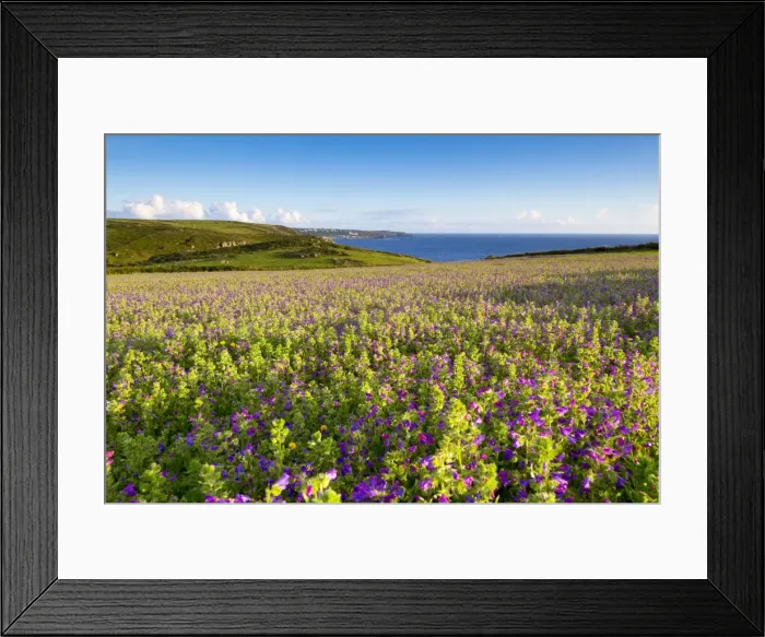 Framed Print : Purple Viper's Bugloss / Paterson's Curse - Boscregan - looking towards Sennen - Cornwall, UK Framed Print : Purple Viper's Bugloss / Paterson's Curse - Boscregan - looking towards Sennen - Cornwall, UK