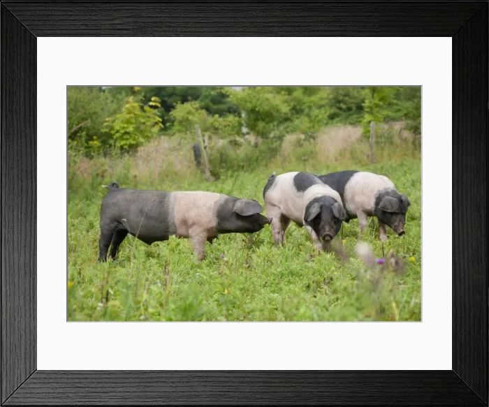 Framed Print : Saddleback Pig - piglets - Cornwall - UK Framed Print : Saddleback Pig - piglets - Cornwall - UK