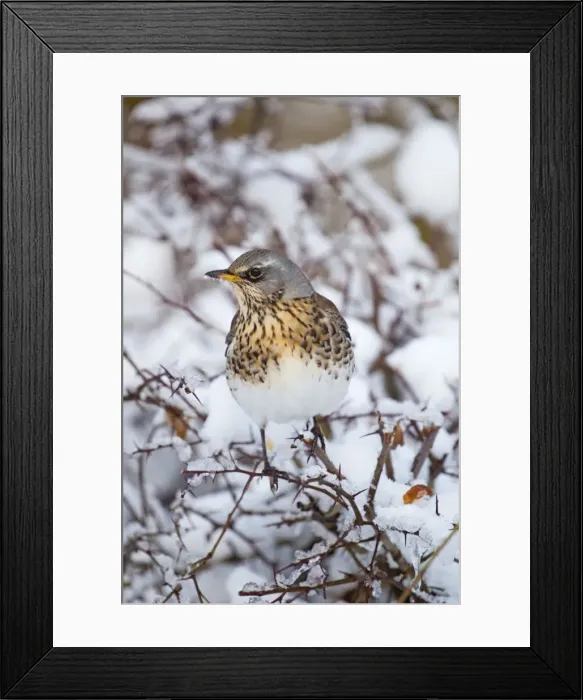 Framed Print : Fieldfare - in snow - winter - UK Framed Print : Fieldfare - in snow - winter - UK