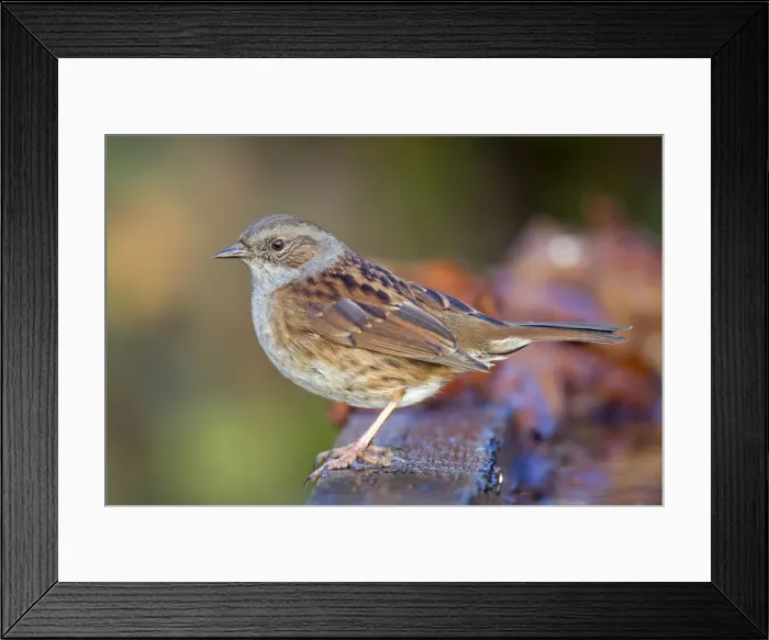 Framed Print : Dunnock - winter - UK Framed Print : Dunnock - winter - UK