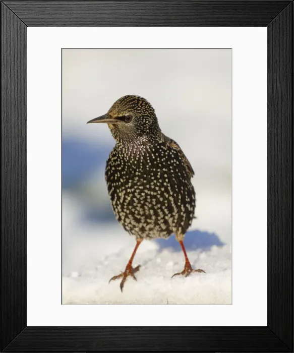 Framed Print : Starling - in snow - Cornwall - UK Framed Print : Starling - in snow - Cornwall - UK