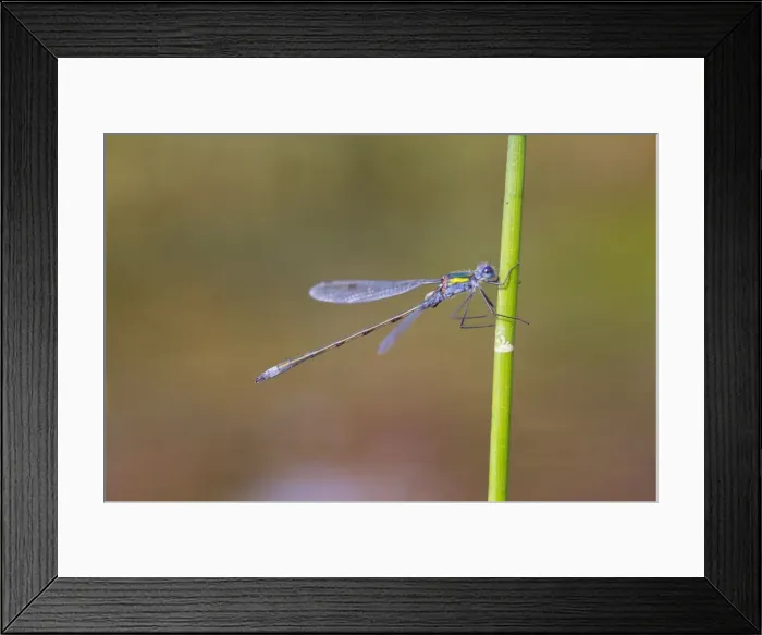 Framed Print : Emerald Damselfly - Cornwall - UK - male Framed Print : Emerald Damselfly - Cornwall - UK - male
