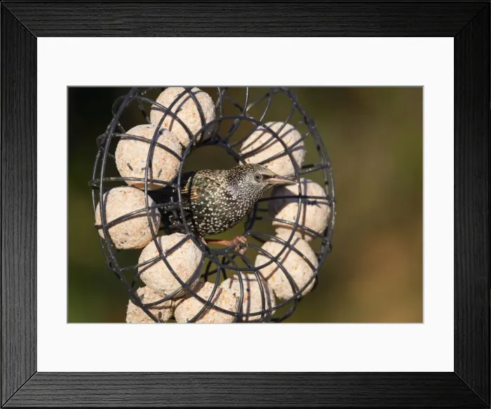 Framed Print : Starling - on fat ball feeder - Cornwall - UK Framed Print : Starling - on fat ball feeder - Cornwall - UK