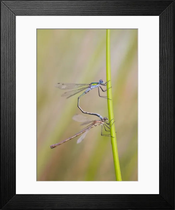 Framed Print : Emerald Damselflies - paired - Cornwall - UK Framed Print : Emerald Damselflies - paired - Cornwall - UK