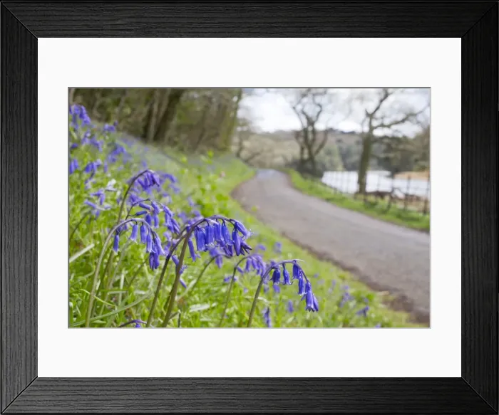 Framed Print : Bluebells - on roadside verge in spring - Penrose, Helston, Cornwall, UK