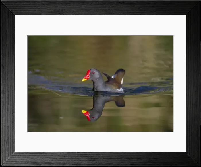 Framed Print : Moorhen - Tehidy - Cornwall - UK Framed Print : Moorhen - Tehidy - Cornwall - UK