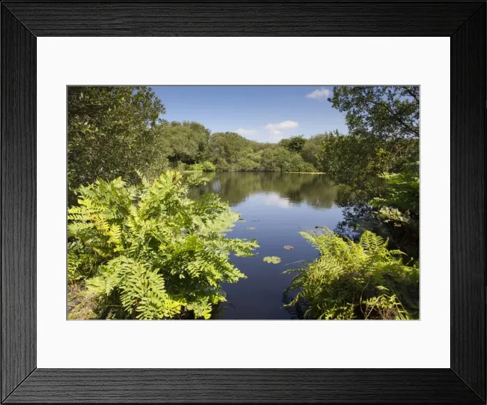 Framed Print : Goss Moor - Royal Fern - Cornwall - UK Framed Print : Goss Moor - Royal Fern - Cornwall - UK