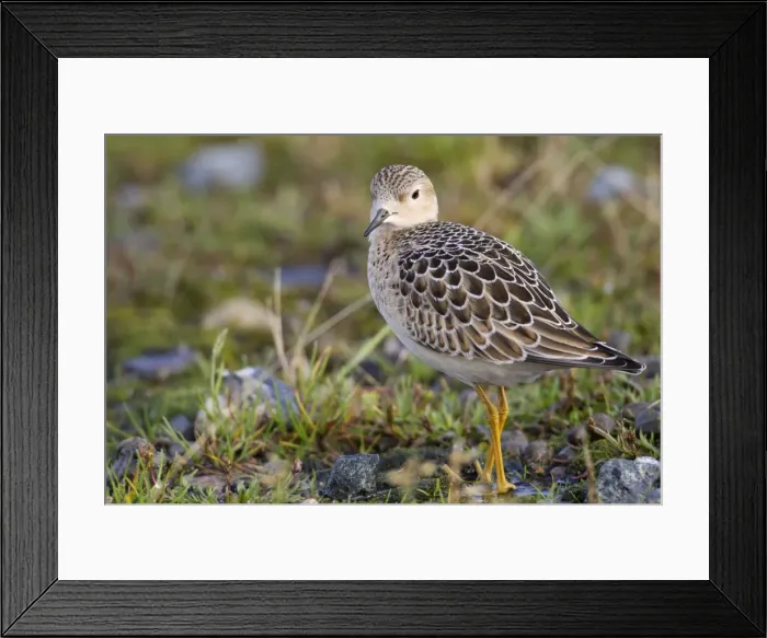 Framed Print : Buff Breasted Sandpiper - Autumn migrant - Cornwall - UK Framed Print : Buff Breasted Sandpiper - Autumn migrant - Cornwall - UK