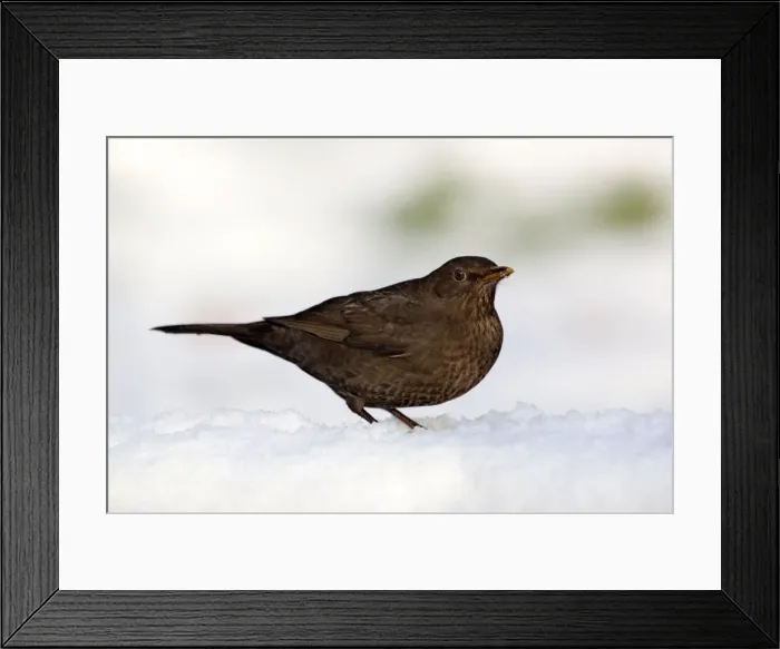 Framed Print : Blackbird - female - snow - winter - UK Framed Print : Blackbird - female - snow - winter - UK