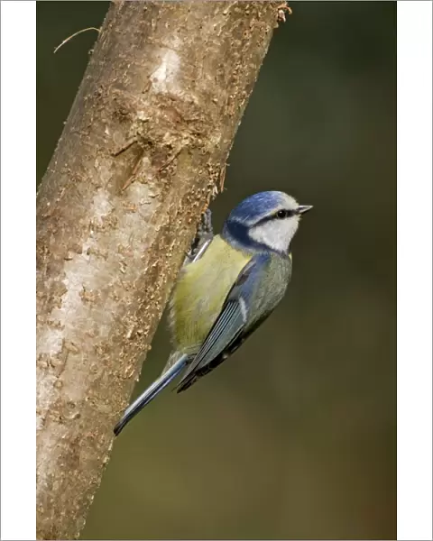 Blue Tit - on tree - Cornwall - UK
