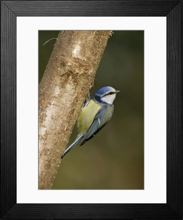 Framed Print : Blue Tit - on tree - Cornwall - UK Framed Print : Blue Tit - on tree - Cornwall - UK