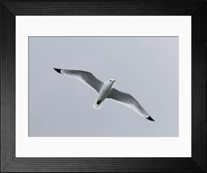 Framed Print : Kittiwake in flight - Scotland - UK Framed Print : Kittiwake in flight - Scotland - UK
