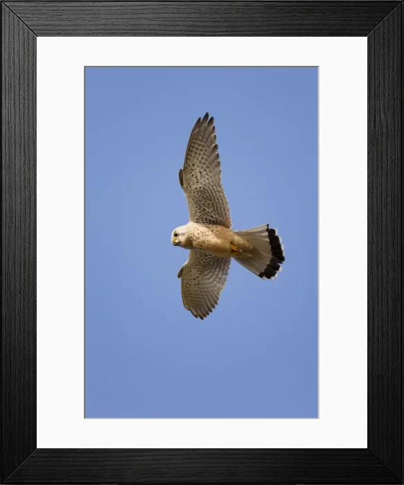 Framed Print : Kestrel - male - hovering - UK Framed Print : Kestrel - male - hovering - UK