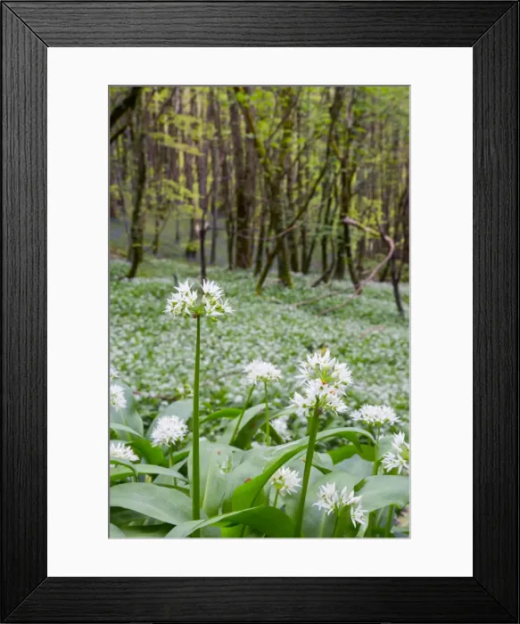 Framed Print : Wild Garlic - in Spring - Duloe Woods, Cornwall, UK Framed Print : Wild Garlic - in Spring - Duloe Woods, Cornwall, UK