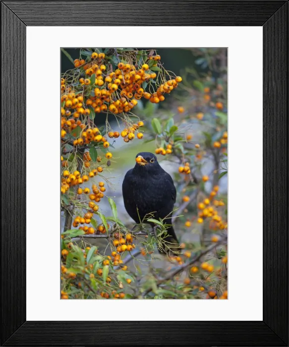 Framed Print : Blackbird - male eating Pyracantha Berries - Autumn, UK Framed Print : Blackbird - male eating Pyracantha Berries - Autumn, UK