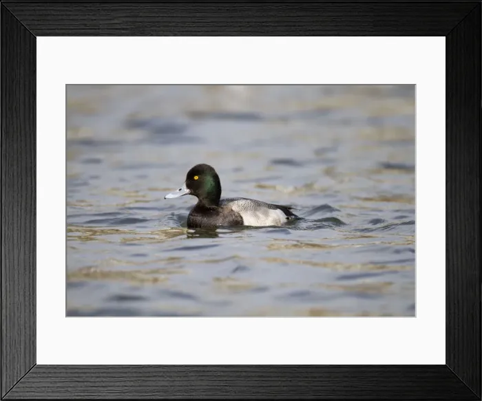 Framed Print : Lesser Scaup - drake - winter - Cornwall - UK Framed Print : Lesser Scaup - drake - winter - Cornwall - UK