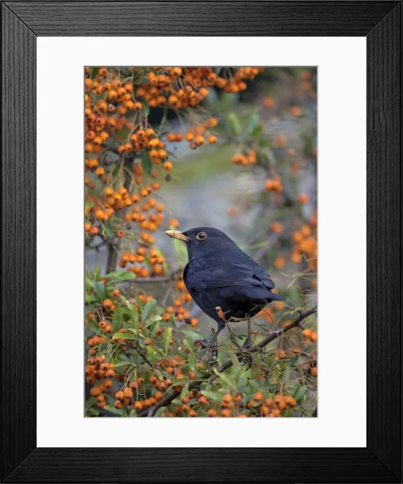 Framed Print : Blackbird - male - in pyracantha bush - Cornwall - UK - winter Framed Print : Blackbird - male - in pyracantha bush - Cornwall - UK - winter