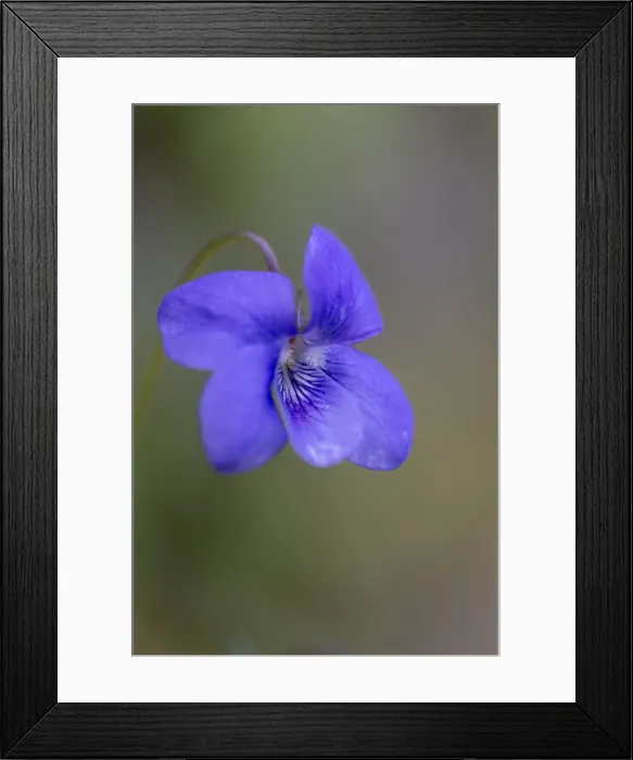 Framed Print : Dog Violet - Spring - UK Framed Print : Dog Violet - Spring - UK