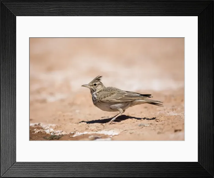 Framed Print : Crested Lark - on ground - Spain Framed Print : Crested Lark - on ground - Spain